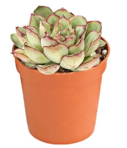 Echeverien-Set - Echeveria, Verschiedene Sorten -Pflanzenbedarf Geschäft 7978117 PR FS 005 EcheverieSukkulenten6erSetT6DehnerExpressHerzig