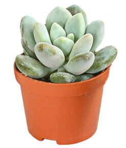 Echeverien-Set - Echeveria, Verschiedene Sorten -Pflanzenbedarf Geschäft 7978117 PR FS 006 EcheverieSukkulenten6erSetT6DehnerExpressHerzig