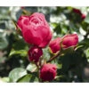 Noblesse® Spray-Rose 'Magic Rokoko®' -Pflanzenbedarf Geschäft 7978364 WE DE 001 RoseMagicRokokoTantau