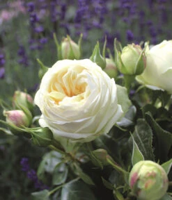 Nostalgie®-Edelrose 'Wedding Piano®' 5 Nostalgie®-Edelrose 'Wedding Piano®' -Pflanzenbedarf Geschäft 7988413 PR DE 001 EdelroseWeddingPianoTantau