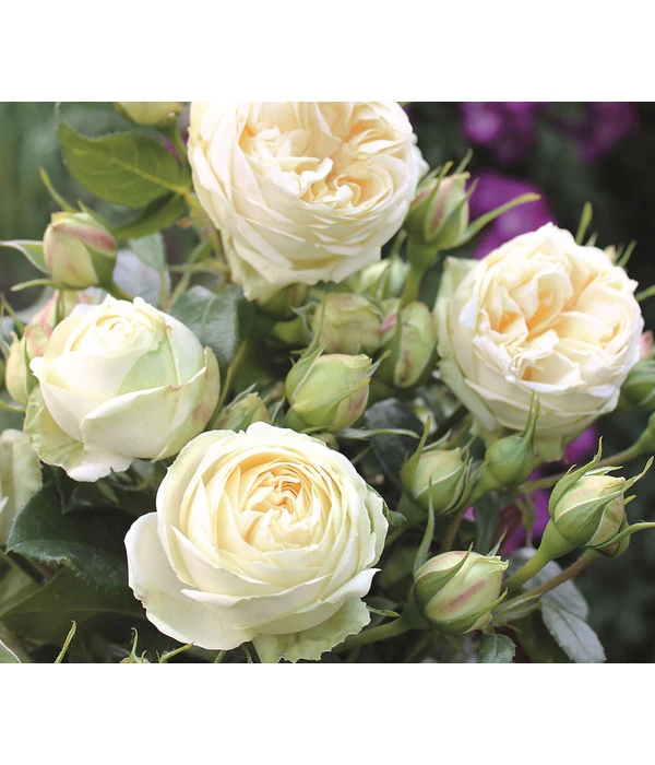 Nostalgie®-Edelrose 'Wedding Piano®' 3 Nostalgie®-Edelrose 'Wedding Piano®'