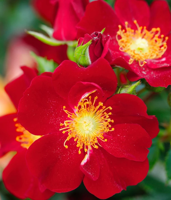 Beetrose 'Bienenweide®', Rot 5 Beetrose 'Bienenweide®', Rot – Bild 3