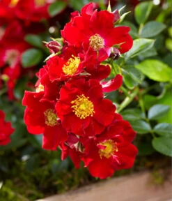 Beetrose 'Bienenweide®', Rot 6 Beetrose 'Bienenweide®', Rot -Pflanzenbedarf Geschäft 7988488 PR DE 002 RoseBienenweideRotTantau