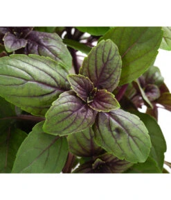 Dehner Gourmet Garten Strauchbasilikum 'Magic Blue' 13 Dehner Gourmet Garten Strauchbasilikum 'Magic Blue' -Pflanzenbedarf Geschäft 8001869 WE DE 001 GourmetGartenBasilikumMagicBlue