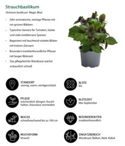 Dehner Gourmet Garten Strauchbasilikum 'Magic Blue' 12 Dehner Gourmet Garten Strauchbasilikum 'Magic Blue' -Pflanzenbedarf Geschäft 8001869 WE IG 001 Strauchbasilikum