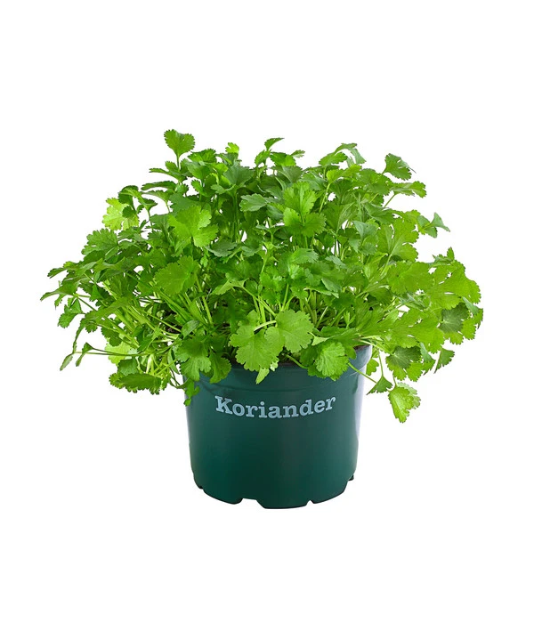 Bioland Koriander 3 Bioland Koriander