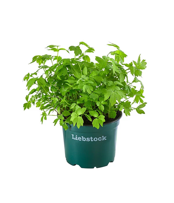 Bioland Liebstöckel 3 Bioland Liebstöckel