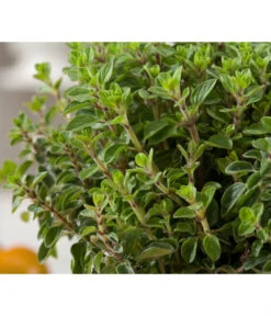 Bio Oregano -Pflanzenbedarf Geschäft 8002081 WE DE 001 BioOreganoBioOreganum