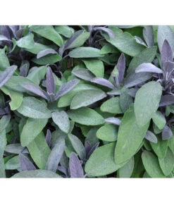 Dehner Gourmet Garten Purpursalbei -Pflanzenbedarf Geschäft 8002230 BildFS 001 PurpursalbeiSalbeiPurpur