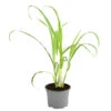 Dehner Gourmet Garten Zitronengras 2 Dehner Gourmet Garten Zitronengras -Pflanzenbedarf Geschäft 8002495 WE FS 001 GourmetGartenZitronengrasT12