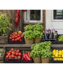 Tomate 'Previa' -Pflanzenbedarf Geschäft 8002578 WE MO 001 BellaItaliaTomatePaprikaBasilikum2021GC04