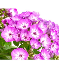 Stauden-Phlox, Verschiedene Sorten -Pflanzenbedarf Geschäft 8008153 WE DE 001 FlammenblumePhloxPaniculataPurpleEyeFlame4LDehnerExpressHerzig