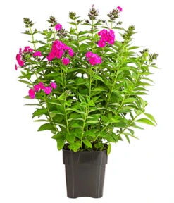 Stauden-Phlox, Verschiedene Sorten -Pflanzenbedarf Geschäft 8008153 WE FS 003 FlammenblumePhloxPaniculataPurpleEyeFlame4LDehnerExpressHerzig
