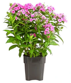 Stauden-Phlox, Verschiedene Sorten -Pflanzenbedarf Geschäft 8008153 WE FS 005 FlammenblumePhloxPaniculataPurpleEyeFlame4LDehnerExpressHerzig