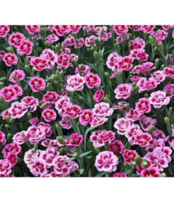 Garten-Nelke 'Pink Kisses®', Schale -Pflanzenbedarf Geschäft 8016297 WE DE 001 DianthusPinkKissesSchaleSelecta
