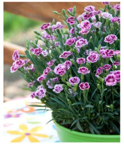 Garten-Nelke 'Pink Kisses®', Schale -Pflanzenbedarf Geschäft 8016297 WE MO 001 DianthusPinkKissesSchaleSelecta