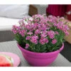 Garten-Nelke 'Pink Kisses®', Schale -Pflanzenbedarf Geschäft 8016297 WE MO 002 DianthusPinkKissesSchaleSelecta