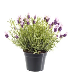 Schopf-Lavendel -Pflanzenbedarf Geschäft 8017014 BildFS 001 SchopfLavendelLavandulaStoeT13