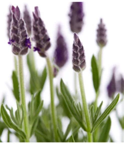 Schopf-Lavendel -Pflanzenbedarf Geschäft 8017014 WE DE 001 LavendelSchopflavendelLavandulaStoechasT13DehnerExpressZS