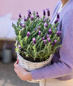 Schopf-Lavendel -Pflanzenbedarf Geschäft 8017014 WE MO 001 LavendelKorb