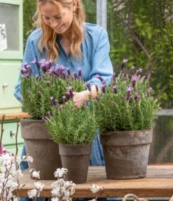 Schopf-Lavendel -Pflanzenbedarf Geschäft 8017014 WE MO 001 SchopfLavendelStoechas