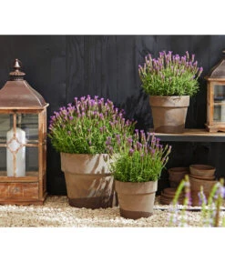 Schopf-Lavendel -Pflanzenbedarf Geschäft 8017014 WE MO 001 Schopflavendel