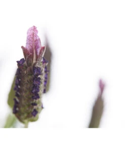 Schopf-Lavendel -Pflanzenbedarf Geschäft 8017089 PR DE 001 LavendelStoechasLavandulaStoechasT18DehnerExpressHerzig