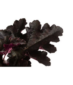 Purpurglöckchen 'Black Pearl®' -Pflanzenbedarf Geschäft 8025942 WE DE 001 HeucheraBlackPearlT15