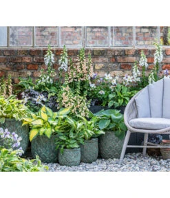 Weißrand-Funkie 'Patriot' 10 Weißrand-Funkie 'Patriot' -Pflanzenbedarf Geschäft 8028466 WE MO 001 Anemone