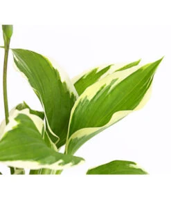 Weißrand-Funkie 'Patriot' 11 Weißrand-Funkie 'Patriot' -Pflanzenbedarf Geschäft 8029241 PR DE 001 HostaFunkiePatriotDehnerExpressHerzig