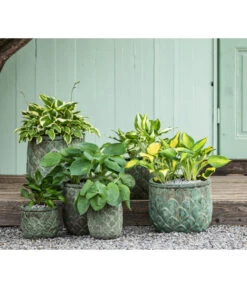 Weißrand-Funkie 'Patriot' 8 Weißrand-Funkie 'Patriot' -Pflanzenbedarf Geschäft 8029373 8029241 8029522 8015836 8033854 8015760 WE MO 001 HostaPatriotSchattengarten