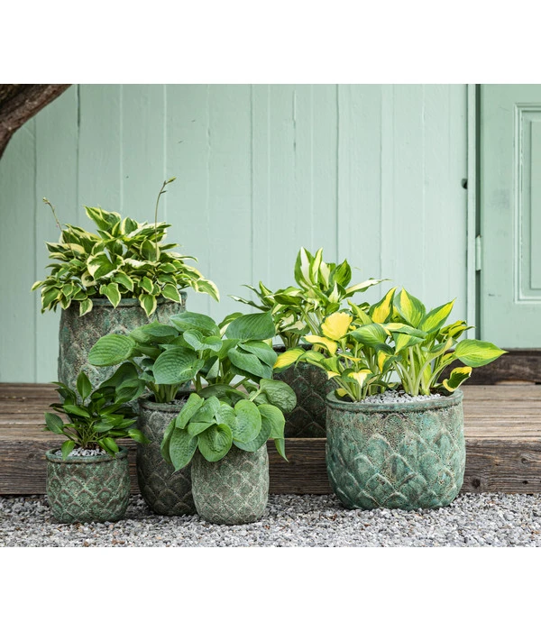 Weißrand-Funkie 'Patriot' 4 Weißrand-Funkie 'Patriot' – Bild 2