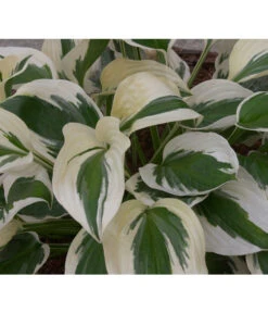 Weißrand-Funkie 'Patriot' 9 Weißrand-Funkie 'Patriot' -Pflanzenbedarf Geschäft 8029522 PR DE 002 HostaPatriotAllgreen