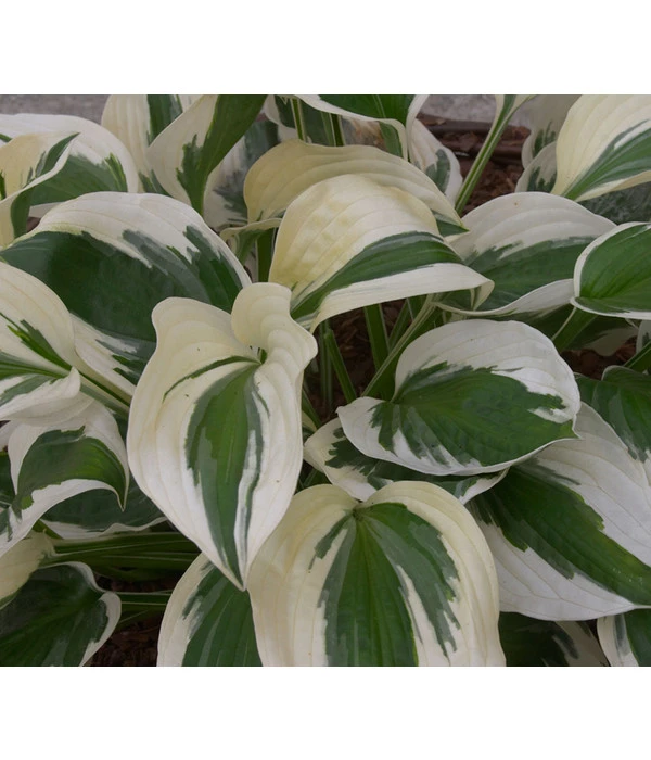 Weißrand-Funkie 'Patriot' 5 Weißrand-Funkie 'Patriot' – Bild 3