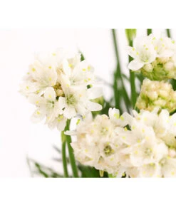 Grasnelke -Pflanzenbedarf Geschäft 8030439 PR DE 001 ArmeriaMaritimaWeissGrasnelkeT13DehnerExpressHerzig