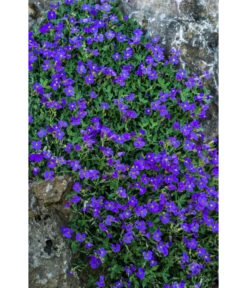 Blaukissen 7 Blaukissen -Pflanzenbedarf Geschäft 8030793 WE DE 001 AubrietaBlaukissenLucknerMai2015