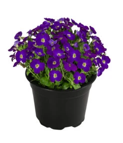 Blaukissen 6 Blaukissen -Pflanzenbedarf Geschäft 8030793 WE FS 002 Blaukissen