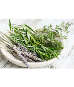 Dehner Gourmet Garten Hänge-Rosmarin -Pflanzenbedarf Geschäft 8035750 WE MO 001 RosmarinCapriPixabay