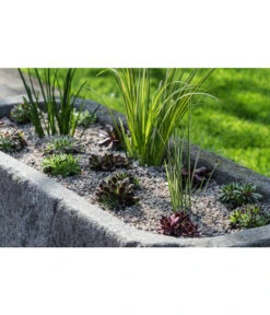 Dehner Kalmus -Pflanzenbedarf Geschäft 8036899 WE MO 002 SempervivumCarexHauswurzGrasLucknerMai2015