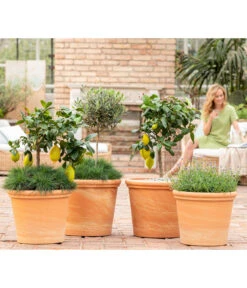 Spang Terrakotta-Topf Toscana, Rund -Pflanzenbedarf Geschäft 8037780 7120942 8092108 3697612 WE MO 001 SpaetsommerTerrasseCitrusOliveLavandulaFestuca