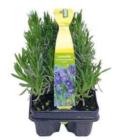 Duftlavendel, 6er-Schale -Pflanzenbedarf Geschäft 8072605 PR FS 001 Lavandula6erPackAllgreen
