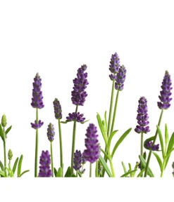Lavendel 11 Lavendel -Pflanzenbedarf Geschäft 8092108 PR DE 001 LavandulaAngustifoliaLavendelT13DehnerExpressHerzig