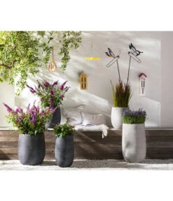 Dehner Gourmet Garten Strauchbasilikum 'Magic Blue' 9 Dehner Gourmet Garten Strauchbasilikum 'Magic Blue' -Pflanzenbedarf Geschäft 8092108 PR MO 005 LavendelLavandulaAngustifoliaT13Schmetterlingsgarten Rosen usw GC14 2020