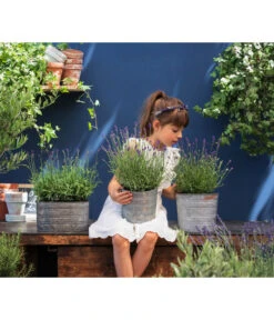 Duftlavendel, 6er-Schale -Pflanzenbedarf Geschäft 8092108 WE MO 03 LavendelT13 GC14 2020 02