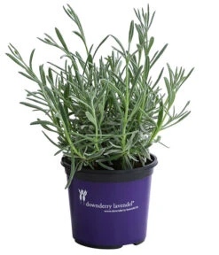 Lavendel 'Silver Sands' 7 Lavendel 'Silver Sands' -Pflanzenbedarf Geschäft 8092769 WE FS 001 LavendelSilverSands