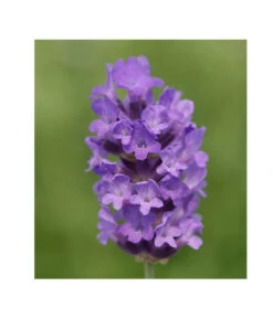 Lavendel 'No. 9' -Pflanzenbedarf Geschäft 8094070 PR DE 001 DownderryNo9Helix