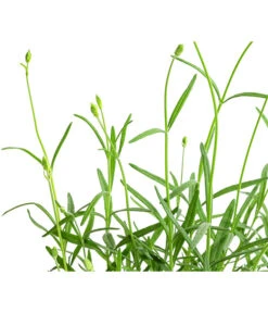 Lavendel 'No. 9' -Pflanzenbedarf Geschäft 8094070 WE DE 001 LavandulaAngustifoliaNO9LavendelT13