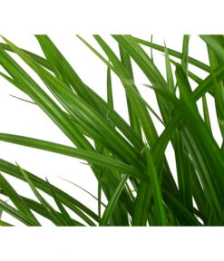 Garten-Segge 'Green Wonder' 7 Garten-Segge 'Green Wonder' -Pflanzenbedarf Geschäft 8095119 WE DE 003 CarexOshimensisGreenWonderZiergrasT19