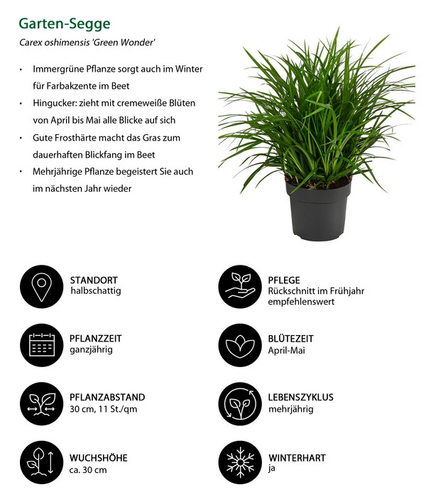 Garten-Segge 'Green Wonder' 4 Garten-Segge 'Green Wonder' – Bild 2