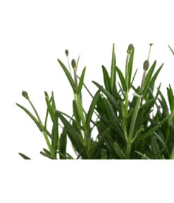 Lavendel 'Royal Blue' -Pflanzenbedarf Geschäft 8097545 WE DE 001 LavendelRoyalBlue1L